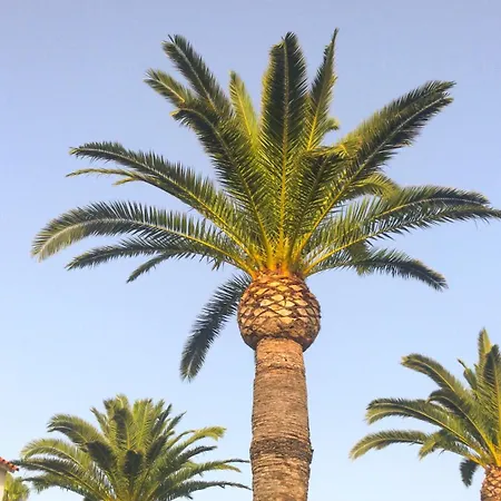 El Palmar 183 * דניה