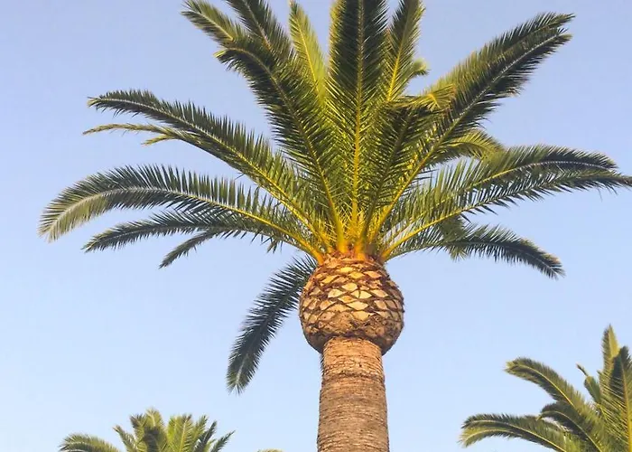 El Palmar 183 * Dénia